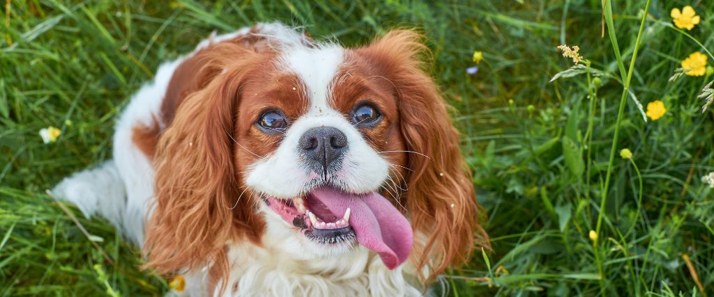 Cavalier King Charles Spaniels