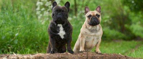 Black and Fawn Frenchie on log.