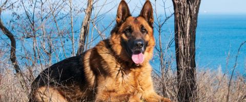 German Shepherd dog panting.