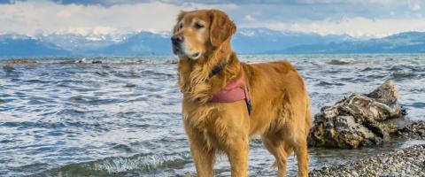 Golden Retriever near ocean.