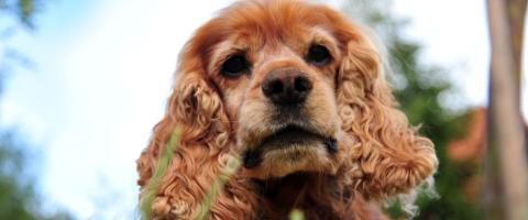 Cocker Spaniel breed guide