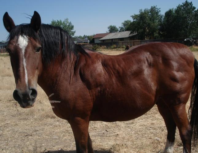 Laminitis in Horses